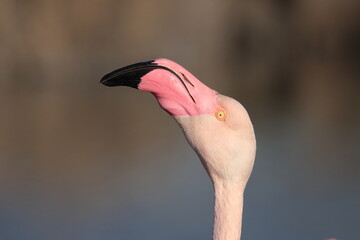 Flamant rose