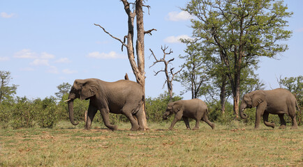 Obraz premium Afrikanischer Elefant / African elephant / Loxodonta africana