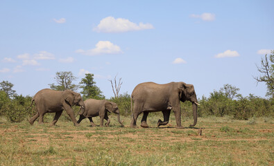 Naklejka premium Afrikanischer Elefant / African elephant / Loxodonta africana
