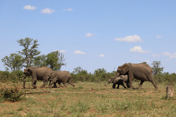 Fototapeta premium Afrikanischer Elefant / African elephant / Loxodonta africana