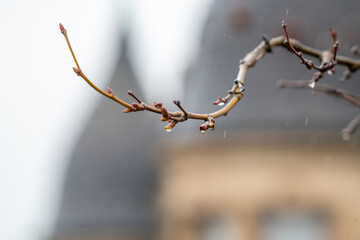 Detailaufnahme eines Platanenzweigs im WInter