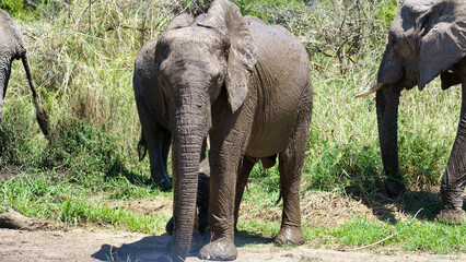 Witness the stunning sight of a majestic elephant enjoying its mud bath in its natural habitat...