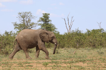 Obraz premium Afrikanischer Elefant / African elephant / Loxodonta africana