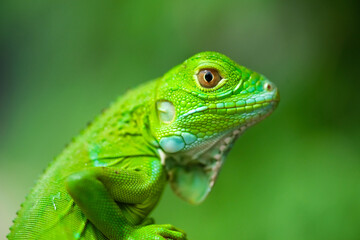 Macro Photography 