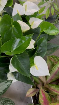 H&ouml;me plant, blooming Pache Lily or Spatniphyllum. Close-up of a beautiful white flower of the Araceae family. Vertical.