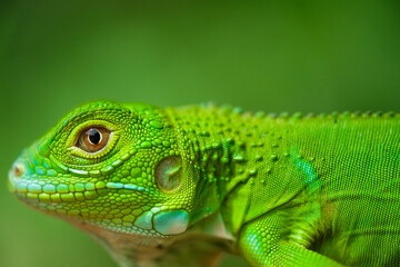 Macro Photography 