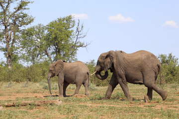 Afrikanischer Elefant / African elephant / Loxodonta africana
