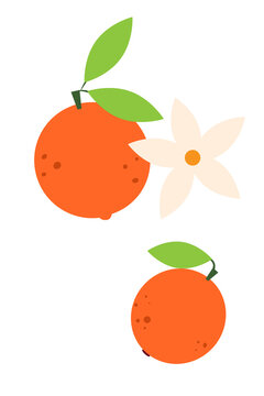 Set of two oranges with blossom flower and green leaves on white background. Modern flat design citrus fruit vector art. Simple clean style perfect for menu, summer drinks, social media, post, article