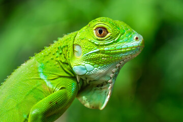 Macro Photography 