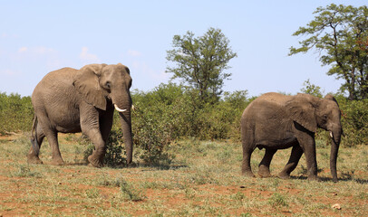 Fototapeta premium Afrikanischer Elefant / African elephant / Loxodonta africana