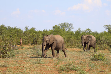 Fototapeta premium Afrikanischer Elefant / African elephant / Loxodonta africana
