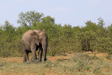 Fototapeta premium Afrikanischer Elefant / African elephant / Loxodonta africana