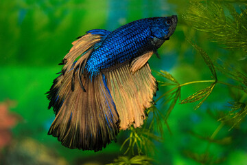 Aquarium fish  siamese cockerel swim. Male fighting fish. Veil, bicolor, blue scales, golden fins...