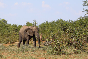 Fototapeta premium Afrikanischer Elefant / African elephant / Loxodonta africana