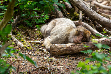 sleeping macaque