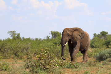 Fototapeta premium Afrikanischer Elefant / African elephant / Loxodonta africana