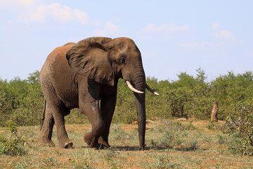 Obraz premium Afrikanischer Elefant / African elephant / Loxodonta africana