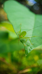 Close-up of a Greater Angle-Wing Katydid Nymph on a leaf, highlighting its unique body shape and natural camouflage in a garden setting.