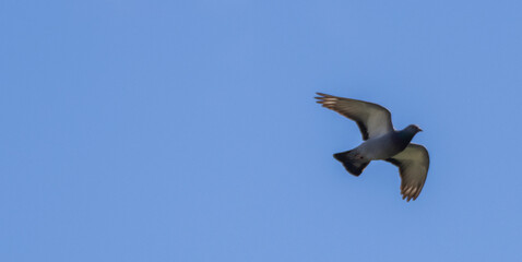 Pigeon Soaring Against a Clear Blue Sky