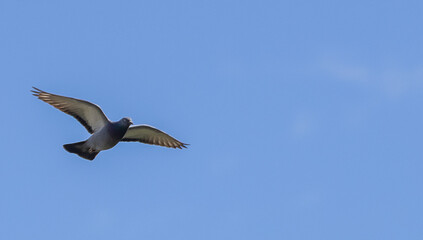 Pigeon Soaring Against a Clear Blue Sky