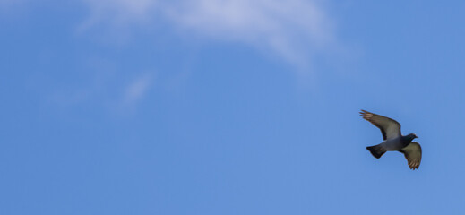 Pigeon Soaring Against a Clear Blue Sky