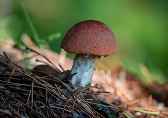 Reddish-Brown Leccinum Aurantiacum Surrounded by Pine Needles