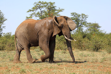 Fototapeta premium Afrikanischer Elefant / African elephant / Loxodonta africana