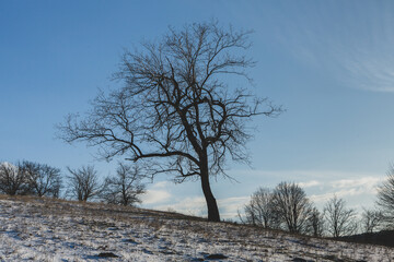 Landscape with beautiful nature during the cold winter season in the Republic of Moldova.