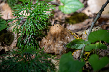 Bumpy Brown Mushroom Surrounded by Green Foliage and Fallen Leaves in Forest