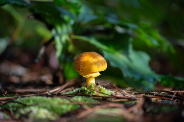 Vibrant Amanita Caesarea (Caesar's Mushroom) on a Forest Floor