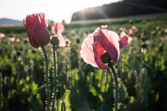 rosa Mohnblumen leuchten im Abendlicht