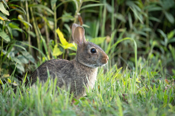 Alert Cottontail Rabbit in Lush Green Grass