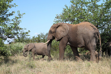 Fototapeta premium Afrikanischer Elefant / African elephant / Loxodonta africana