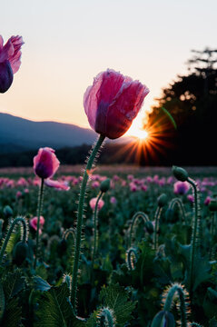 rosa Mohnblume mit tiefstehender Sonne 