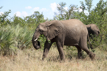 Fototapeta premium Afrikanischer Elefant / African elephant / Loxodonta africana