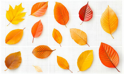 Fototapeta premium Colorful Autumn Leaves on White Background for Seasonal Decor