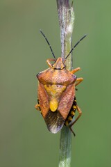 Brązowy pluskwiak borczyniec południowy siedzący na źdźble trawy w naturalnym środowisku. © Henryk Guziak
