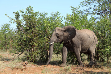 Afrikanischer Elefant / African elephant / Loxodonta africana