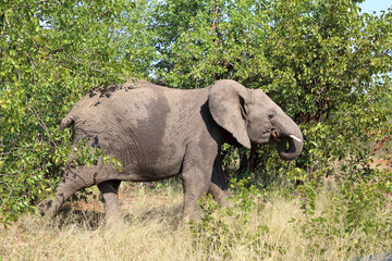 Fototapeta premium Afrikanischer Elefant / African elephant / Loxodonta africana