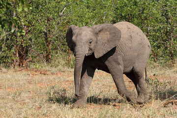 Obraz premium Afrikanischer Elefant / African elephant / Loxodonta africana