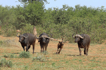 Kaffernbüffel / African buffalo / Syncerus caffer..