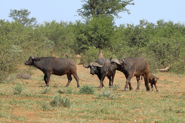 Fototapeta premium Kaffernbüffel / African buffalo / Syncerus caffer.