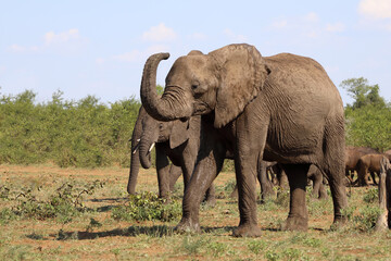 Fototapeta premium Afrikanischer Elefant / African elephant / Loxodonta africana