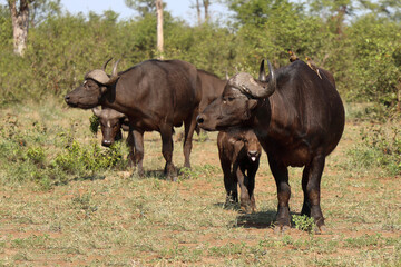 Kaffernbüffel und Gelbschnabel-Madenhacker / African buffalo and Yellow-billed oxpecker / Syncerus caffer et Buphagus africanus..