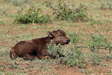 Kaffernbüffel / African buffalo / Syncerus caffer.