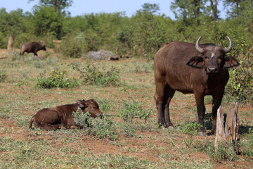 Kaffernbüffel / African buffalo / Syncerus caffer.