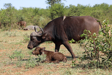Kaffernb&uuml;ffel / African buffalo / Syncerus caffer.