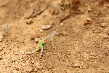 Colorful western collared lizard on sandy desert ground, alert and agile.