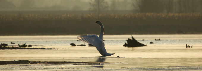 Mute Swan. Cygnus olor. Mute swans on a  lake, swan wings closeup photos. Wildlife nature closeup.