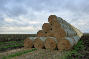 Hay bales stacked in the field. A stack of straw rolled up after harvest ready for transport.